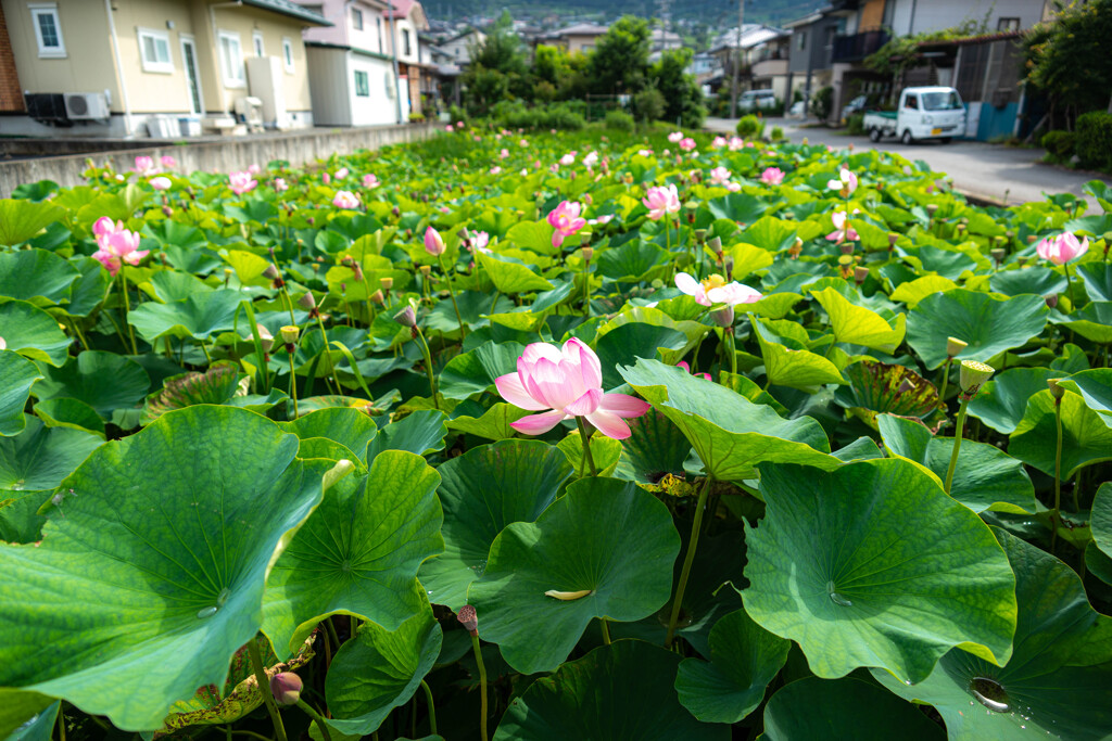 住宅街に咲く