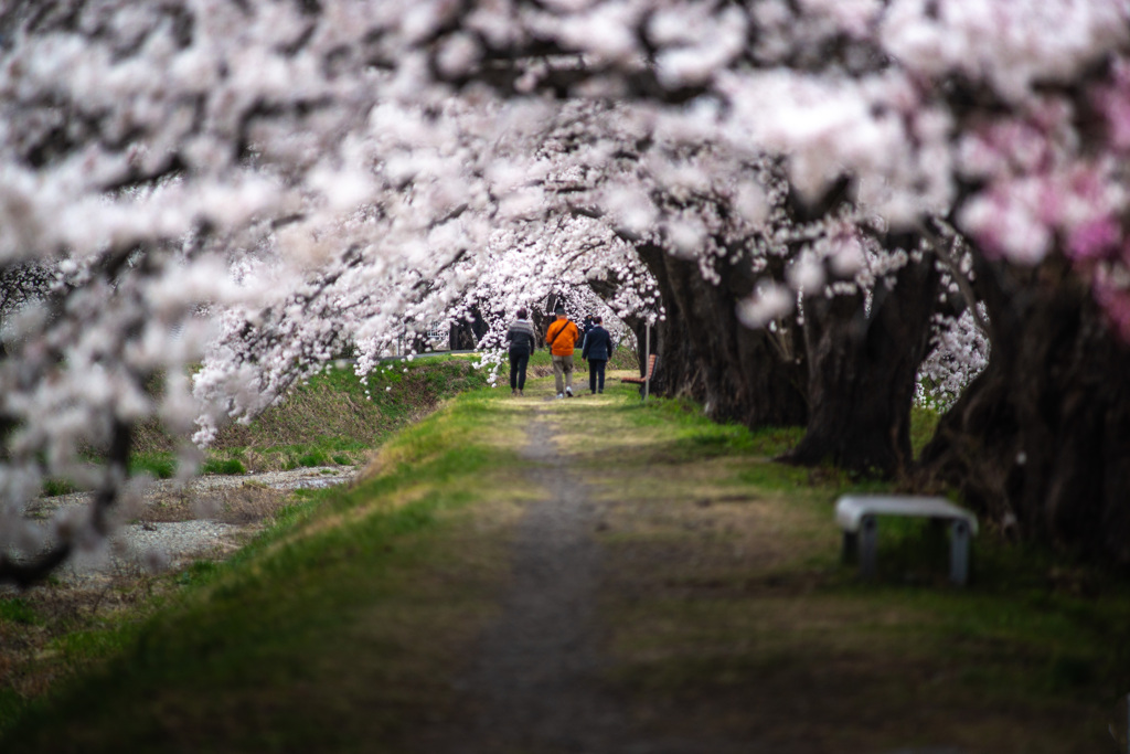 桜のトンネル