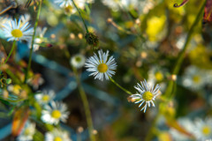 まだ咲く花