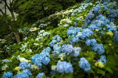 紫陽花