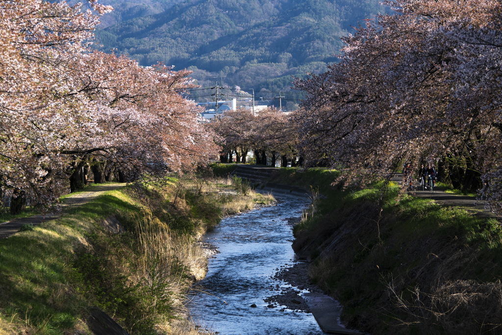 河川敷の桜