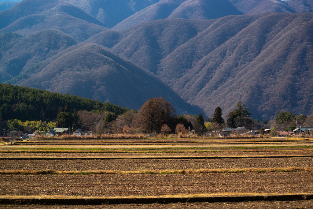 大きな木と山
