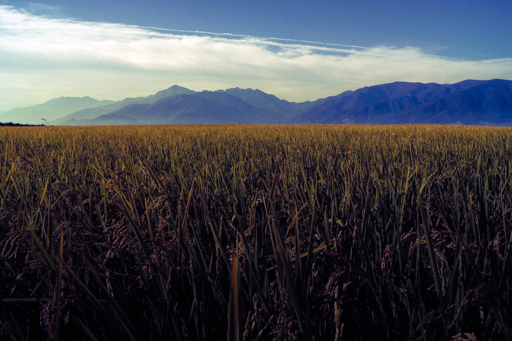 Rice Field