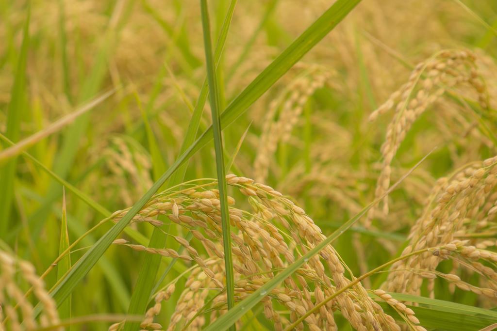稲穂