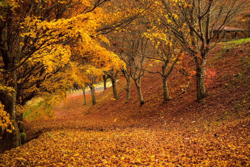 秋ももうすぐ終わり