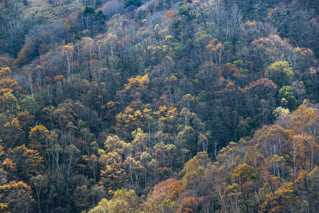 ビーナスラインの秋
