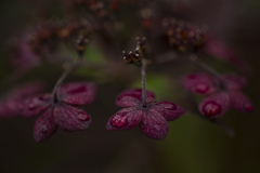 逆さ花弁