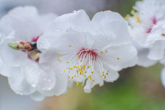 雨と梅
