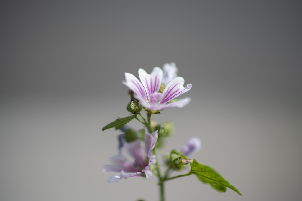 雑草の花