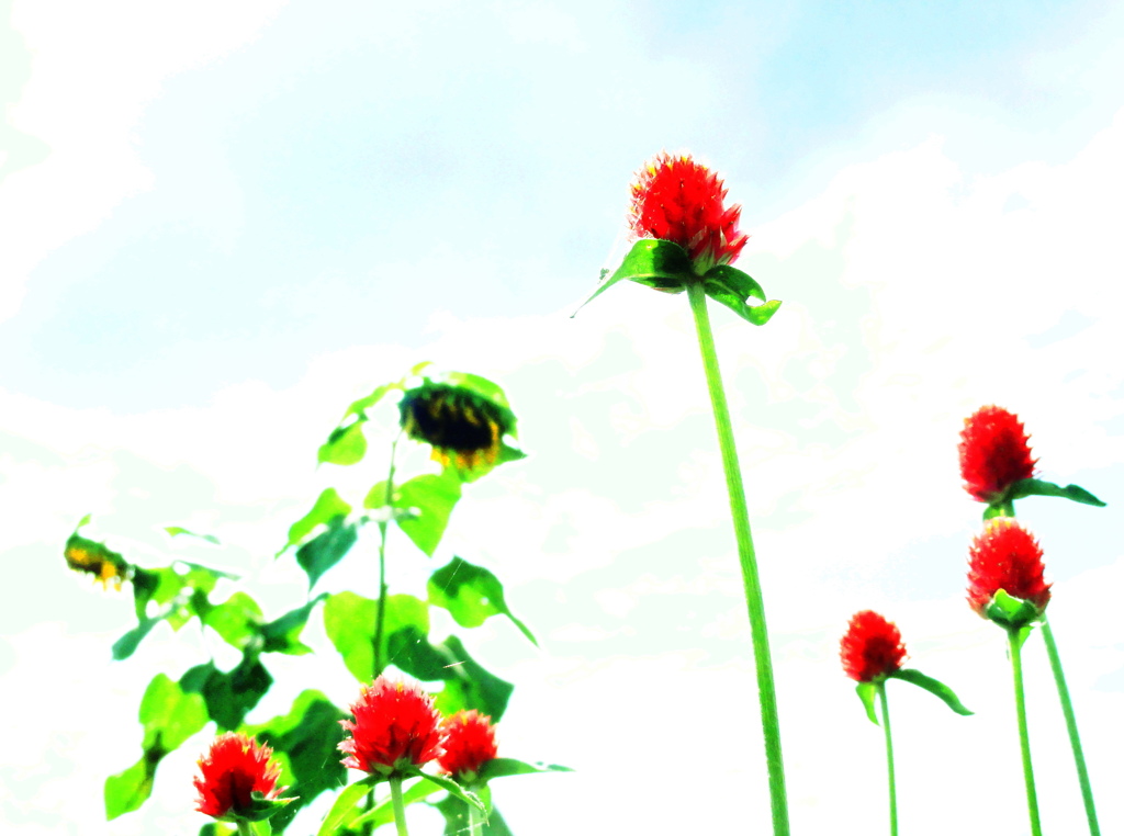 花