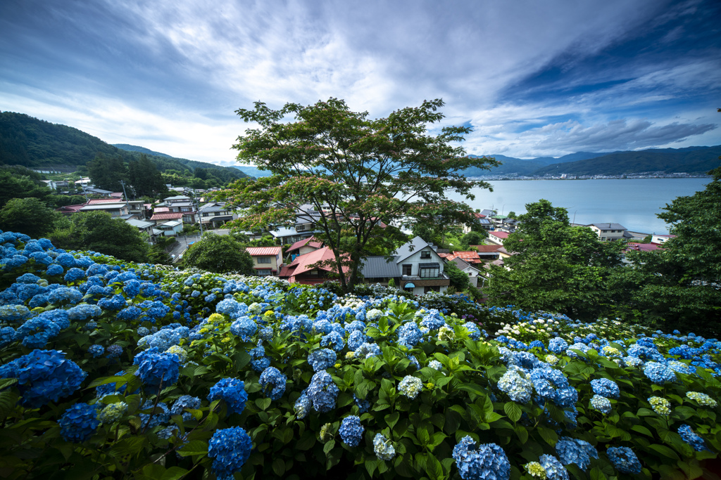 紫陽花の丘