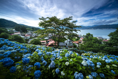 紫陽花の丘