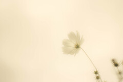 儚花