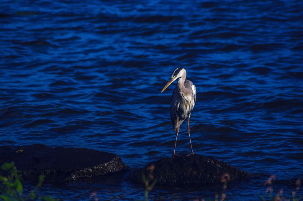 水辺の青鷺