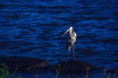 水辺の青鷺