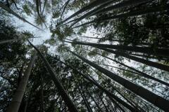 竹林