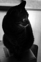 ねこをフレームに収めてみた２