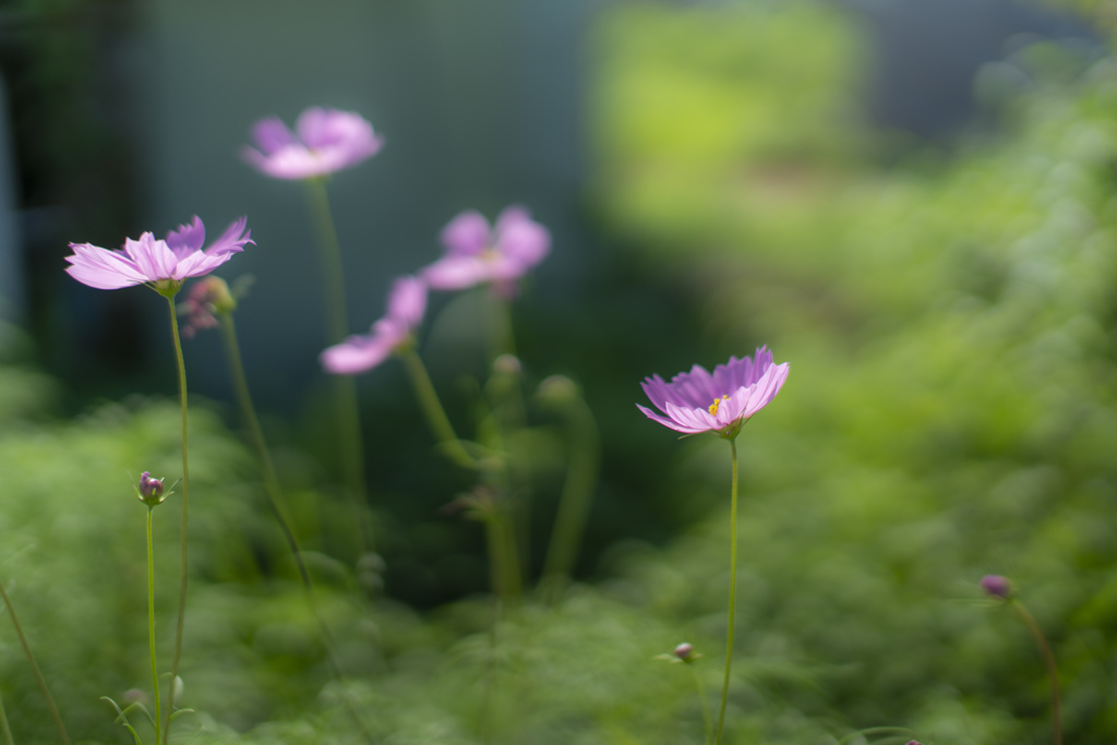 最初の秋桜