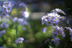 花ボケ