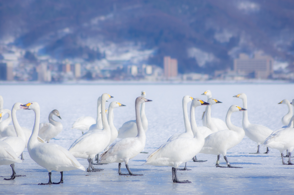 諏訪湖の白鳥たち
