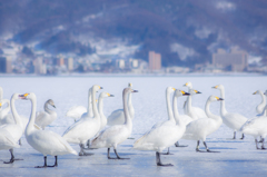 諏訪湖の白鳥たち