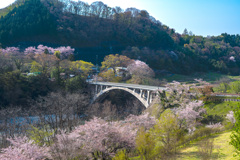 桜と橋