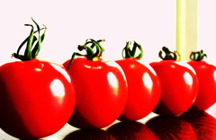 ちょっとポップなトマトたち