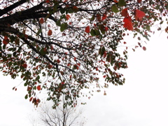 赤い葉　青い葉