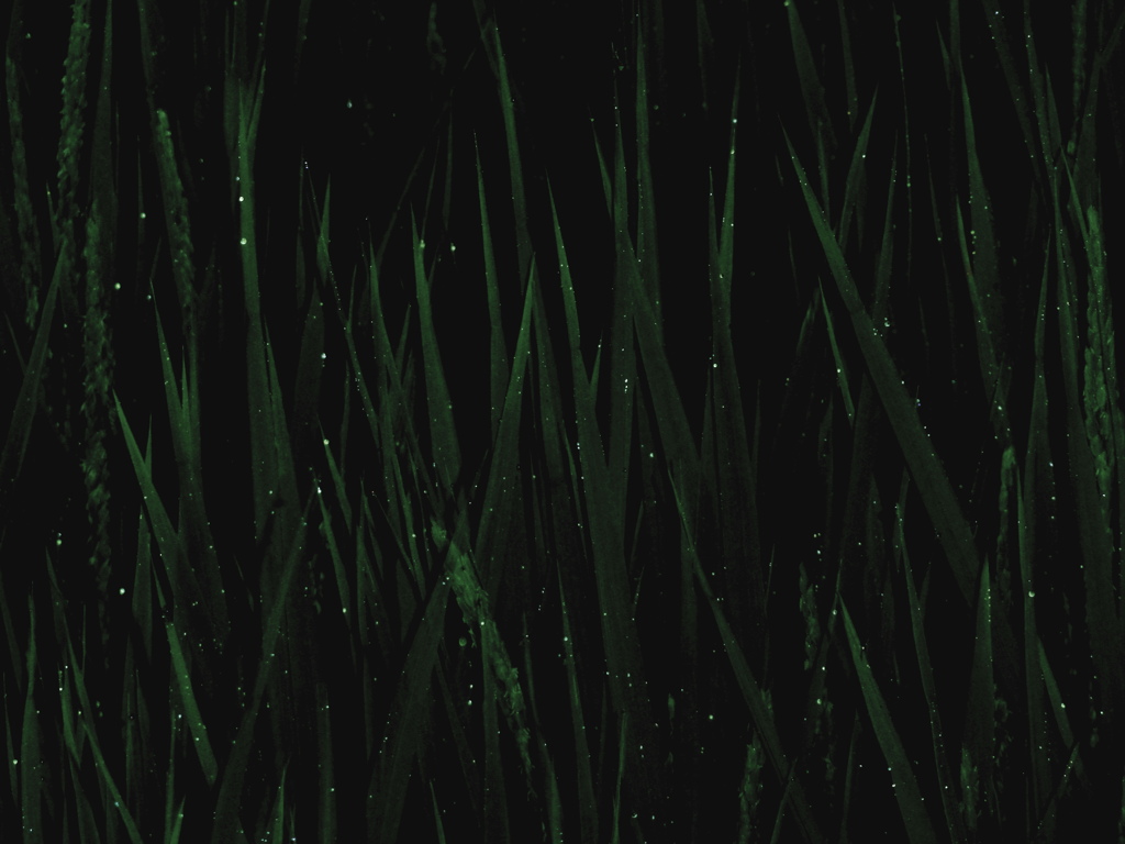 降り始めた雨
