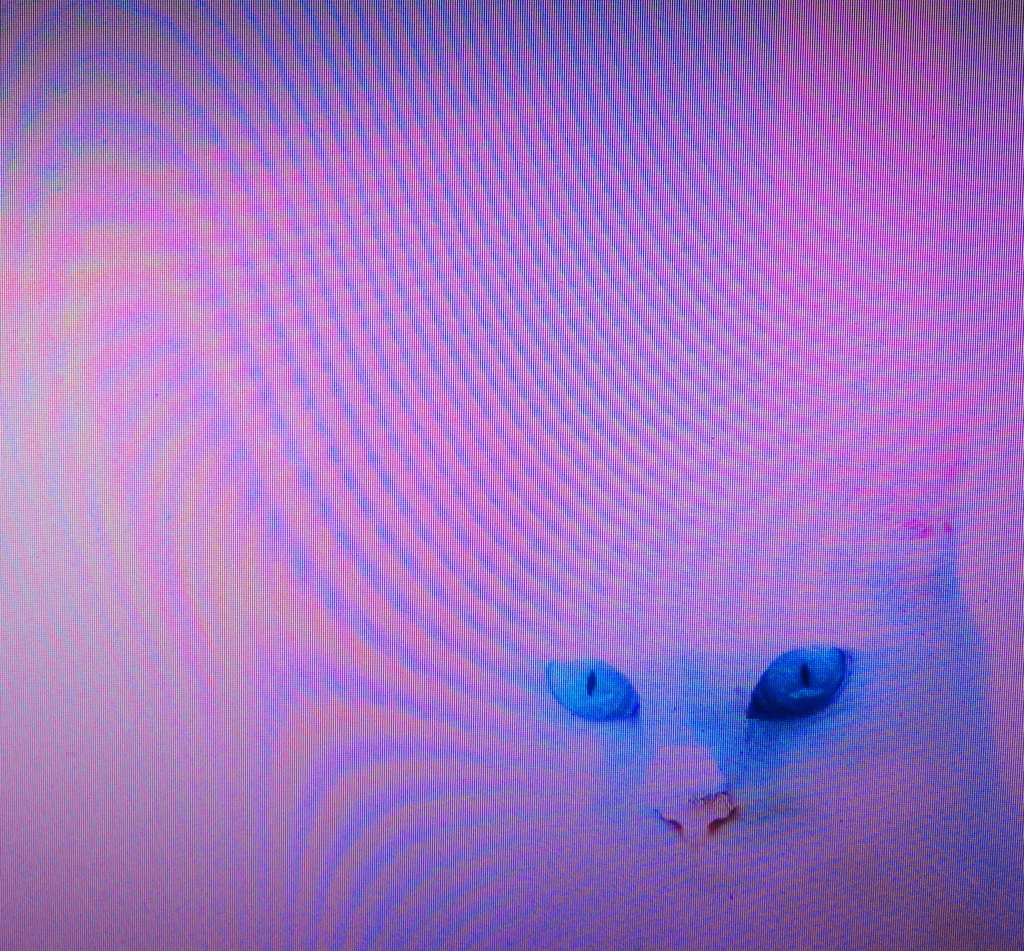 キャッツ・アイ 