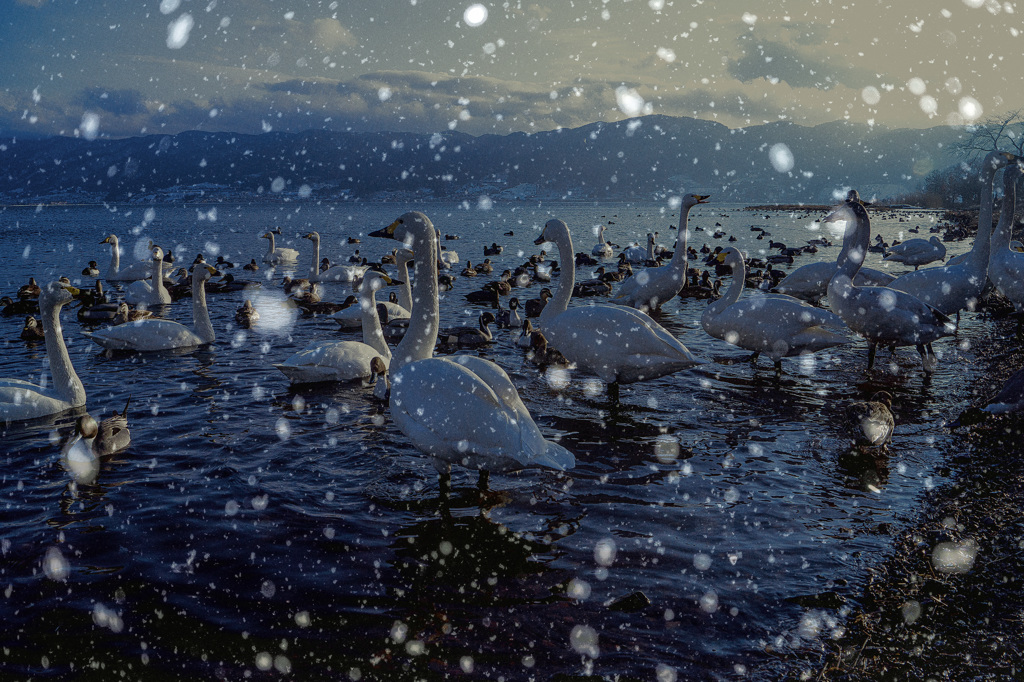 降り始めた雪の中の白鳥