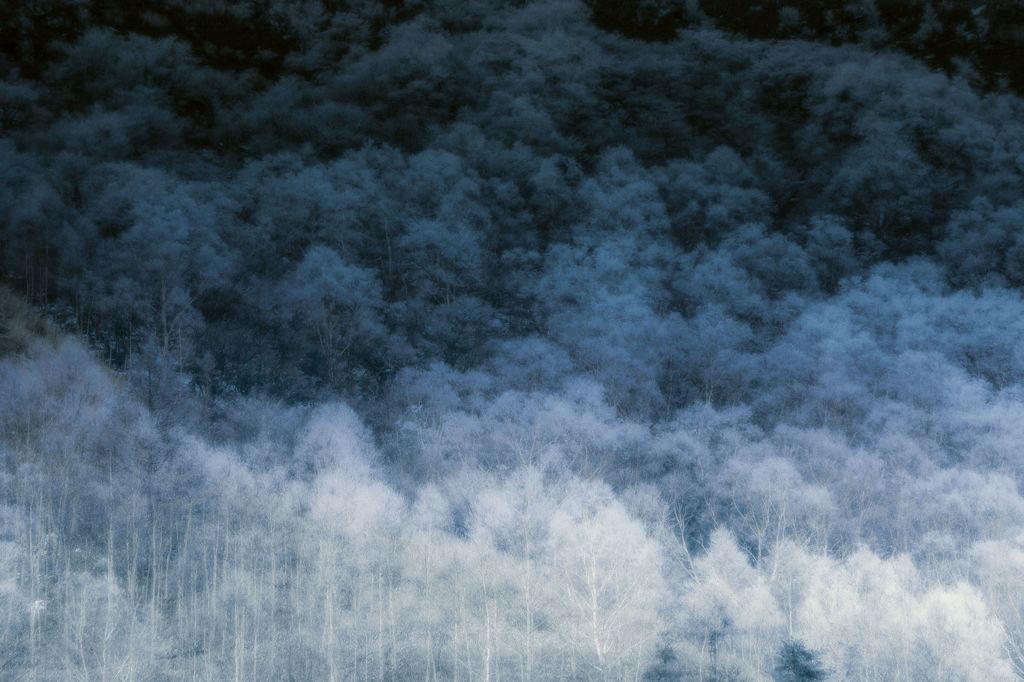 雪の森（彩度落とし）