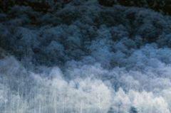 雪の森（彩度落とし）