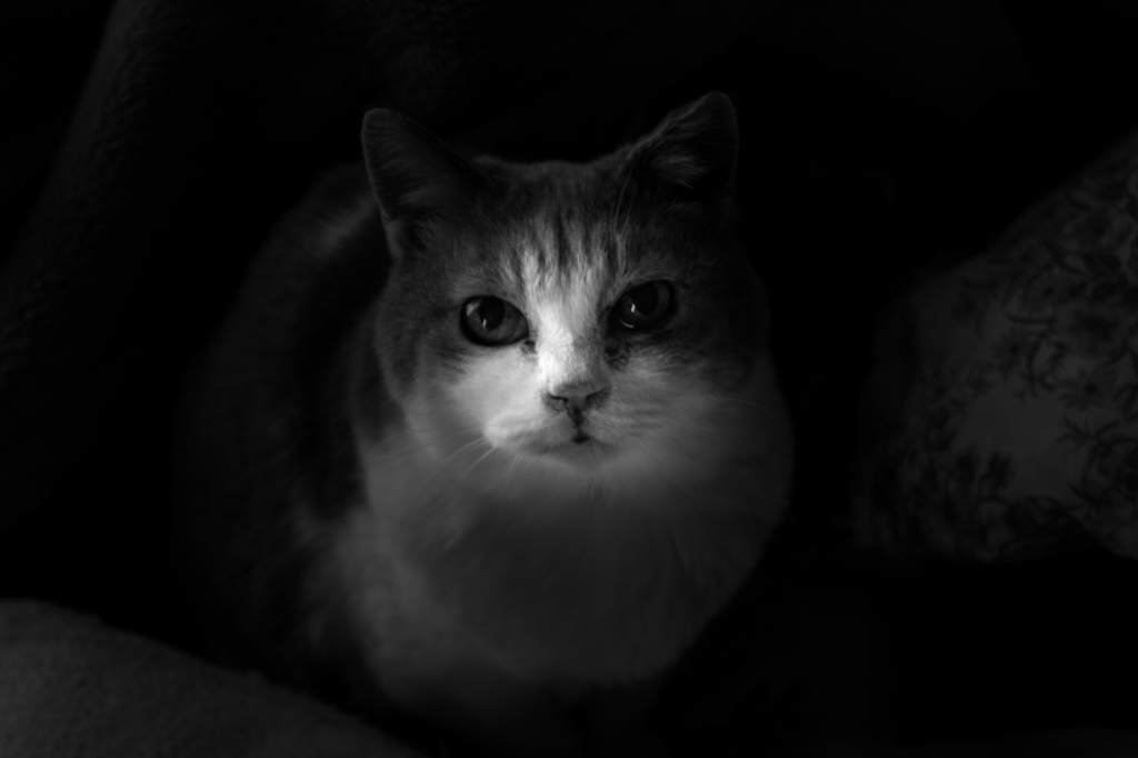 みつめるひとみ