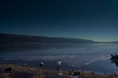 ふりかえる白鳥