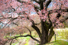 上ノ平城跡の一本桜ｂ