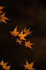 秋の終わりの花火