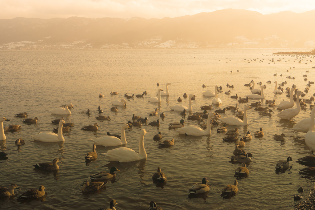 淡い夕陽の白鳥