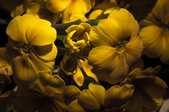 黄色い花