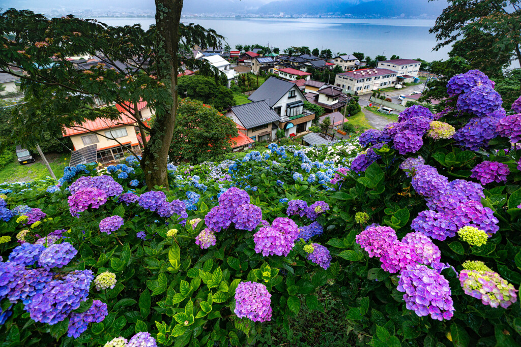 紫陽花が見下ろす町