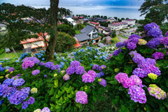 紫陽花が見下ろす町