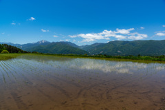 田植えの時期