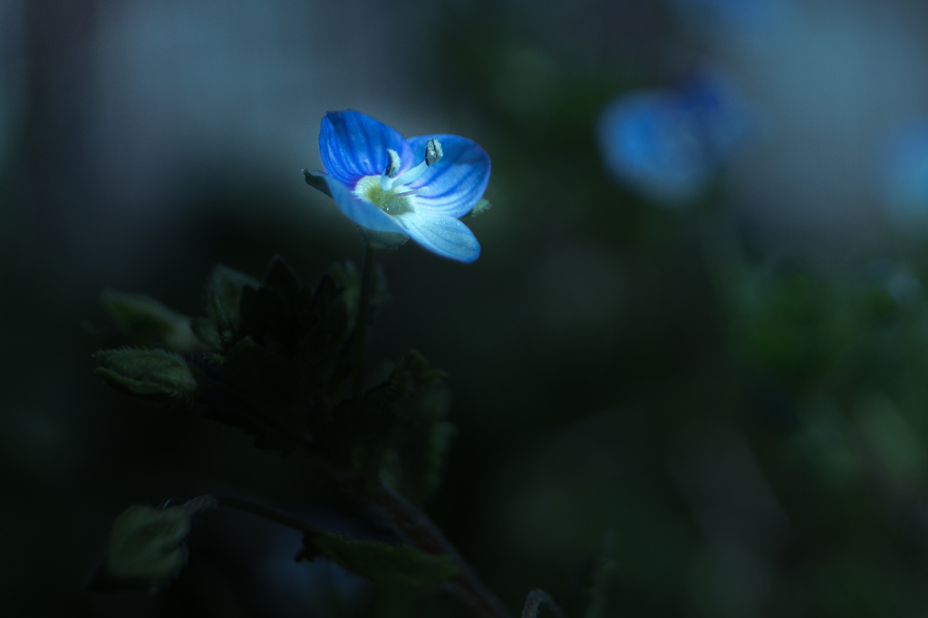 花の色は