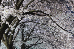 満開