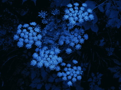 光花 