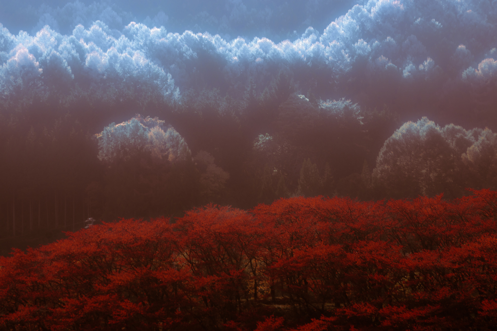 近くの山の紅葉