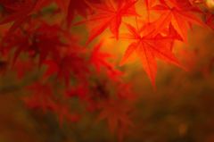 ひかり紅葉
