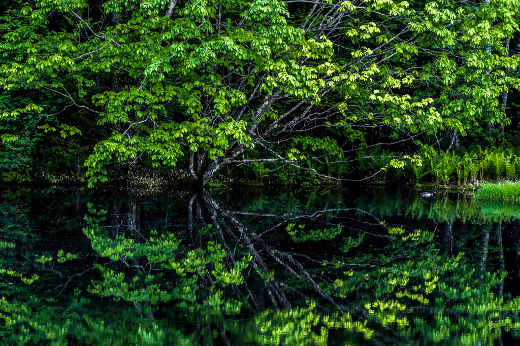 緑のシンメトリー