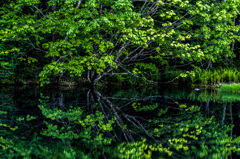 緑のシンメトリー