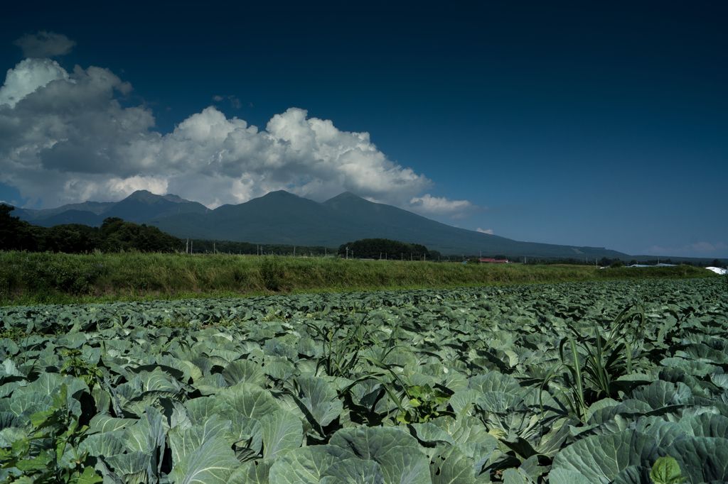 キャベツ畑と山